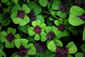 Image result for Oxalis procumbens