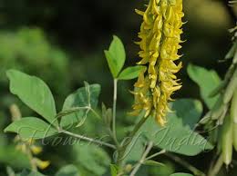 Image result for Crotalaria pallida