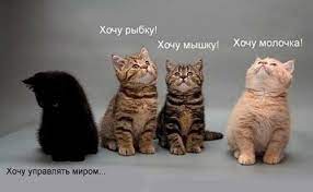 ОТМЫТЬ БРОДЯЧЕГО КОТА- Стихи про кошек, поздравления с Годом Кота- Смешные  стихи- Тамара Кошевая- ХОХМОДРОМ