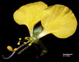 Image result for Aneilema aequinoctiale