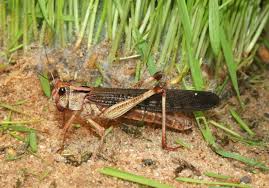 By combining the two garden ingredients into a liquid that can be sprayed onto the foliage of plants, it deters the grasshoppers from dining on the leaves. Locust Wikipedia