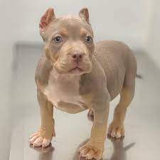 This strikingly beautiful coloration is quickly becoming a passion for us. Xl American Bully Puppies For Sale Near Me Micro Bully Puppies Sale