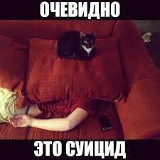 это с V г / живность :: идеальное преступление :: котэ (прикольные картинки  с кошками) / смешные картинки и другие приколы: комиксы, гиф анимация,  видео, лучший интеллектуальный юмор.