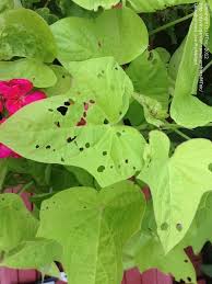 In that way, you will have beautiful sweet potato vines when spring comes. What Is Eating My Sweet Potato Vine