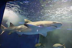 Последние твиты от 京急油壺マリンパーク公式アカウント (@aburatsubo_mp). ãƒŸã‚¹ãƒˆãƒ©ãƒ«ã®æ°´æ—é¤¨ãƒ–ãƒ­ã‚° Ssãƒ–ãƒ­ã‚°