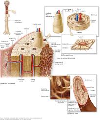 Spongy bone is important for a number of reasons. Bone Diagram Of Compact And Spongy Bones Bones Human Skeleton Anatomy Biology Notes