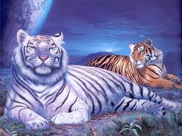 Desktop Wallpaper Google Search Tiger Pictures Tiger Wallpaper Animals Beautiful