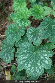 Image result for heuchera americana