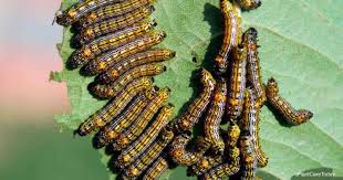 How to stop caterpillars in garden. How To Get Rid Of Caterpillars On Plants Naturally
