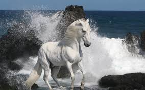 Browse 3,027 arabian horse stock photos and images available, or search for arabian horse show or arabian horse white background to find more great stock photos and pictures. 45 Arabian Horse Computer Wallpaper On Wallpapersafari
