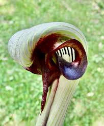 Image result for Arisaema
