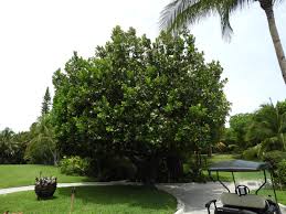 Image result for Calophyllum inophyllum