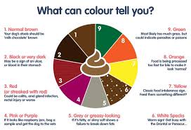 Dog Poo Colour Chart Healthy Dog Poo Pet Drugs Online