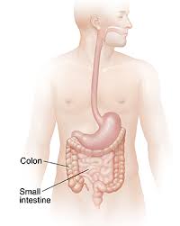 The food you eat is mostly digested in the stomach and small intestine. How The Colon Works Saint Luke S Health System
