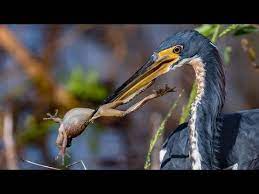 Nikon D500 Nikkor 200 500 Best Bird Wildlife Photography Experience To Date Youtube Wildlife Photography Bird Photography Photography