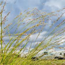 Image result for Eragrostis humidicola