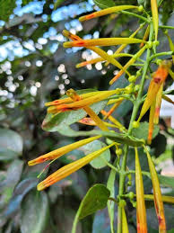 Image result for Agelanthus