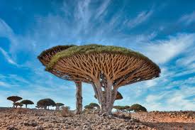 La collana è pesantemente decorata con grandi pezzi dambra genuini che ho ottenuto in una delle mostre. L Isola Di Socotra Dove Molte Piante Sono Uniche Al Mondo