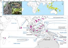 Image result for Heritiera littoralis