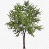Tree plan png images 1,772 results. 1