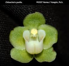 Image result for Microcoelia bulbocalcarata