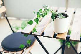 Ivy plant propagate from cutting:: How To Propagate English Ivy