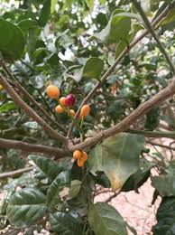 Image result for Pentarhopalopilia