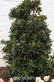Japanese Blueberry Shrub Japanese Blueberry Tree Blueberry Tree Small Trees