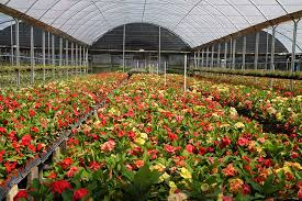 Explore costa farms plant collections. Behind The Scenes At Costa Farms Costa Farms
