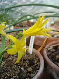 Image result for Cyrtanthus breviflorus