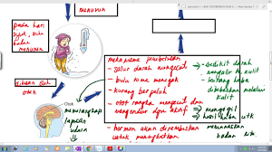 Melincirkan bahagian sendi (penting untuk ahli sukan,penghidap artiritis dan penghidap masalah musculoskeletal yang kronik). Kawal Atur Suhu Badan Youtube