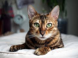 Top 8 Des Races De Chats Aux Yeux Verts