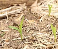How to grow sweet corn in a small garden. How To Plant Corn In A Small Garden