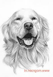 9 Impressionnant De Dessin Golden Retriever Photos Dessin De Chien Dessin Chien Peintures De Chien