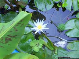 Image result for Nymphaea maculata
