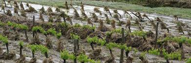 Reconnaissance de l'état catastrophe naturelle. Viticulture Oenologie Viticulture Inondations Exceptionnelles A Limoux Et Grele Localisee En Minervois