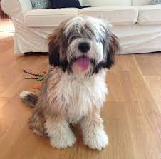 Tibetan Terrier Puppies For Sale Minneapolis Mn - Tibet Terrier - Minneapolis Puppies Sale Terrier Tibet Tibeta Tibetan Terrier Terrier Puppies Puppies