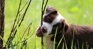 When do puppies start teething? Teething 101 What You Should Know About Your Puppy S Teeth Petcoach