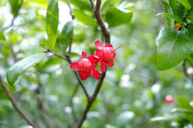 Image result for Ochna kirkii