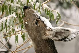 I'm sharing the flower and plant spray that works for me plus five other tips for keeping the deer away! How To Keep Deer Out Of Your Garden Diy