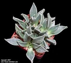 Image result for Nananthus