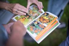 Insects in the Schoolyard: A Workshop for Teachers