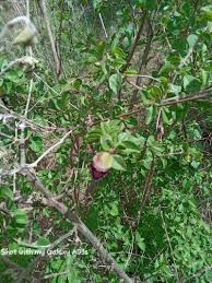 Image result for Tinnea aethiopica