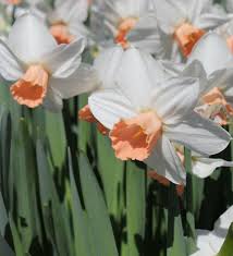 Daffodil Kaydee Quality Flower Bulbs Youtulip Co Uk Bulb Flowers Daffodils Spring Perennials