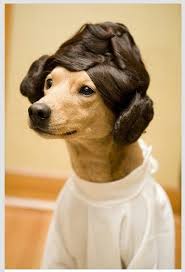 Princess Leia Dog Jajajaja Baby Dogs Funny Animals Dogs