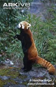 Red Panda Photo Ailurus Fulgens G39052 Arkive Red Panda Panda Animals