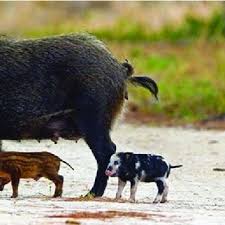 Cactus family farms is currently seeking an animal care. Pdf Regional Summaries Southeast And Caribbean In Invasive Species In Forests And Rangelands Of The United States A Comprehensive Science Synthesis For The United States Forest Sector