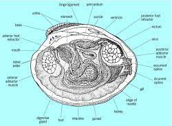 Bivalve Molluscs Article About Bivalve Molluscs By The Free Dictionary