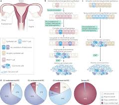 Clinical Actionability Of Molecular Targets In Endometrial