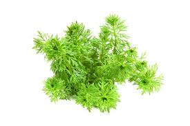 Image result for Limnophila crassifolia